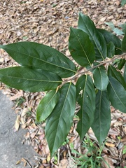 Huberantha cerasoides