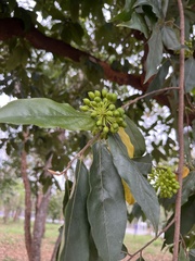 Huberantha cerasoides