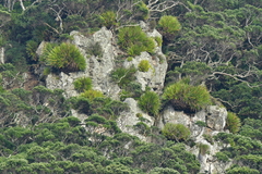 Xeronema callistemon