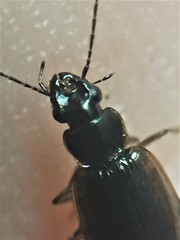 Physolaesthus insularis