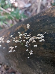 Cryptomarasmius rhopalostylidis