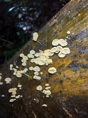 Cryptomarasmius rhopalostylidis