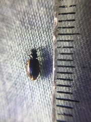 Physolaesthus insularis