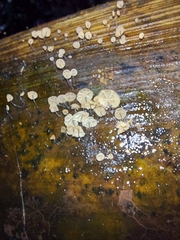 Cryptomarasmius rhopalostylidis