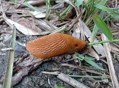 Arion vulgaris