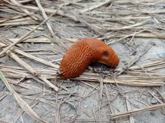 Arion vulgaris