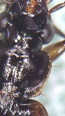 Physolaesthus insularis