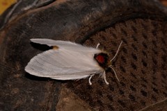 Trichiocercus mesomelas