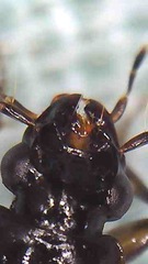 Physolaesthus insularis