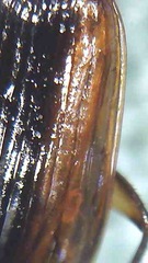 Physolaesthus insularis