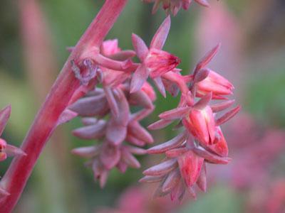 Echeveria