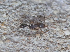 Tetramorium sericeiventre
