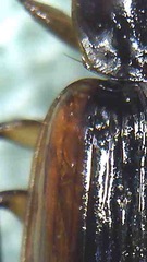 Physolaesthus insularis