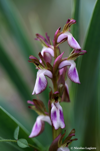 Fan-lipped Orchid