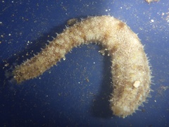 Holothuria lineata