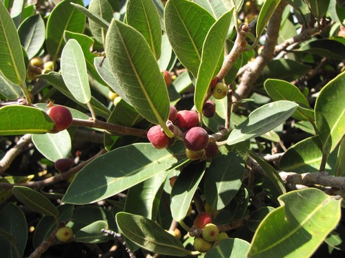 Ficus menabeensis