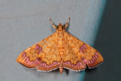 Isocentris filalis