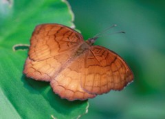 Ariadne specularia
