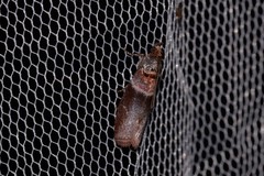 Calguia defiguralis