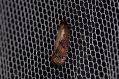 Cryptaspasma sordida
