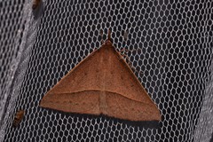 Epidesmia chilonaria