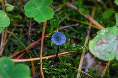 Entoloma lepidissimum