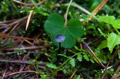 Entoloma lepidissimum