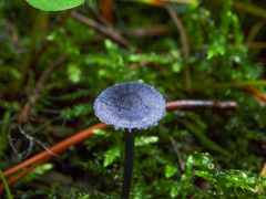 Entoloma lepidissimum
