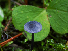 Entoloma lepidissimum