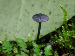 Entoloma lepidissimum