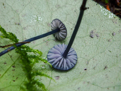 Entoloma lepidissimum