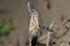 Heterographa fabrilis