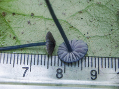 Entoloma lepidissimum