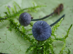 Entoloma lepidissimum