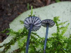 Entoloma lepidissimum