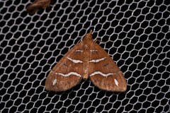 Chaetolopha niphosticha