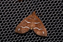 Chaetolopha niphosticha