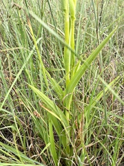 Habenaria schimperiana