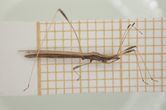 Neides aduncus
