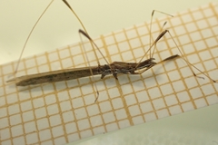 Neides aduncus
