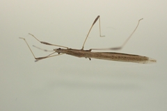 Neides aduncus