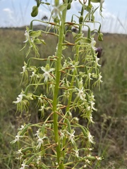 Habenaria schimperiana