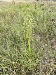Habenaria schimperiana