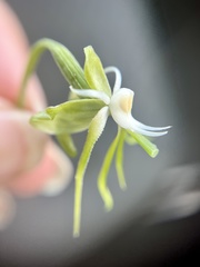 Habenaria schimperiana