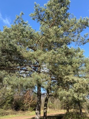 Pinus sylvestris