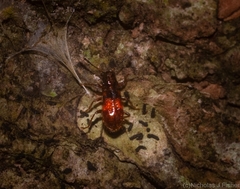 Apteropilo humerofuscus