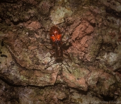 Apteropilo humerofuscus