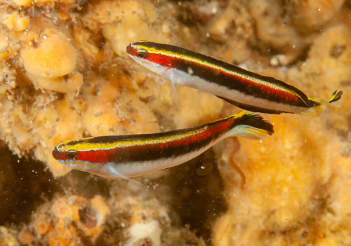 Eastern hulafish (Trachinops taeniatus) — Plesiopidae