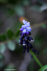 Muscari pulchellum