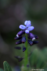 Muscari pulchellum